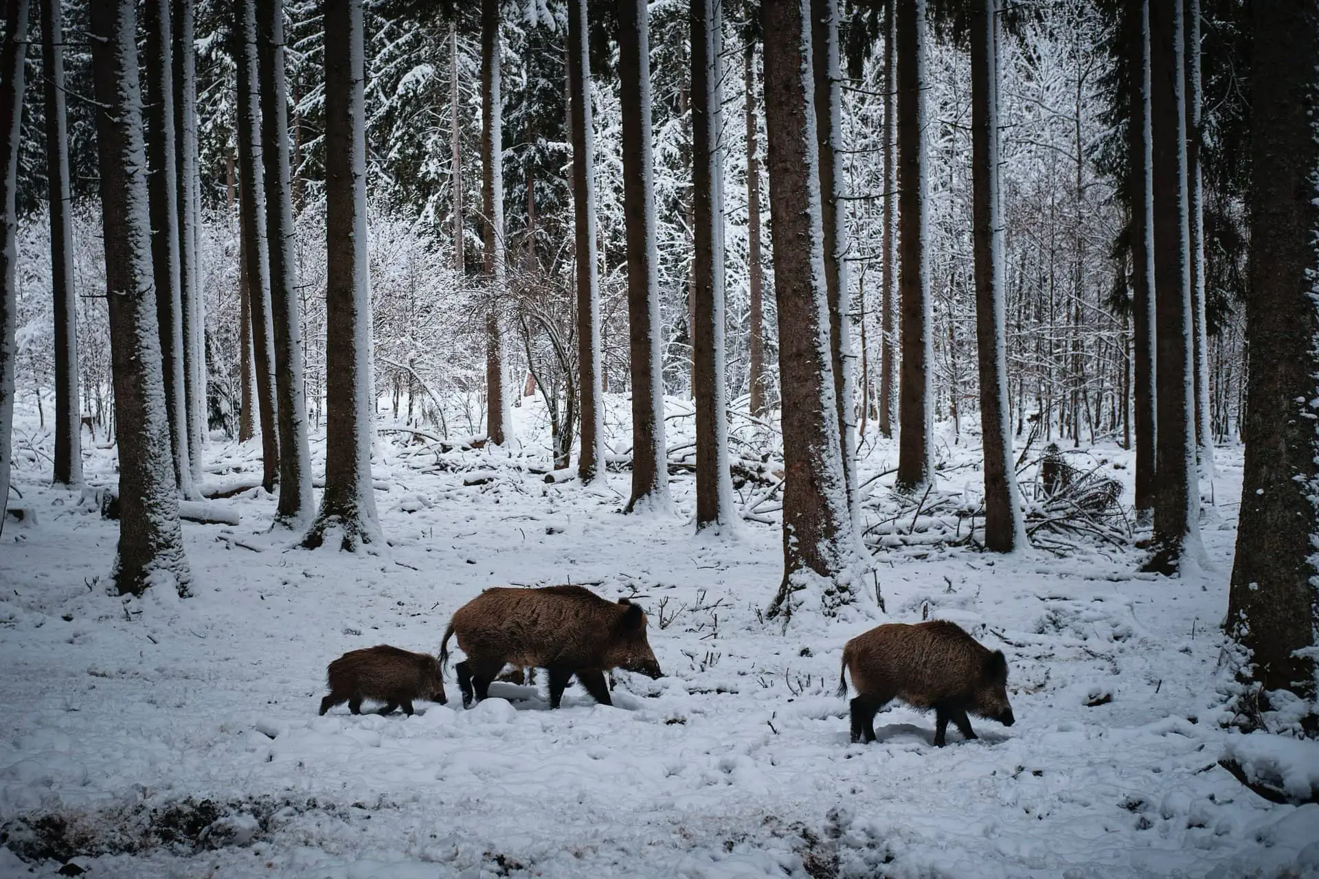 Oprema Za Lov Na Divlje Svinje Visokog Kvaliteta